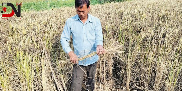 कालानमक धानको स्वाद र सुगन्ध जोगाउने कसरत