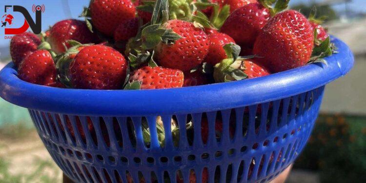 स्ट्रबेरीखेती बिक्री गरेर एकवर्षमा रु २१ लाख आम्दानी
