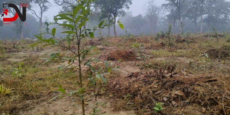 राप्तीसोनारीमा वृक्षारोपणले हरियाली फर्किँदै