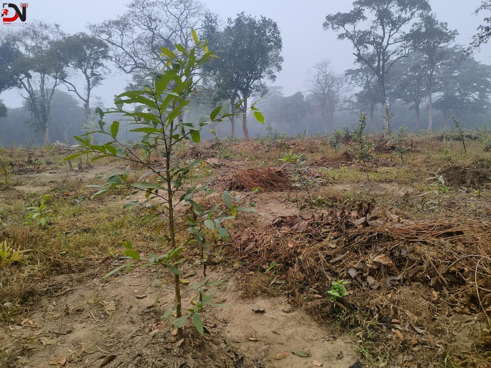राप्तीसोनारीमा वृक्षारोपणले हरियाली फर्किँदै