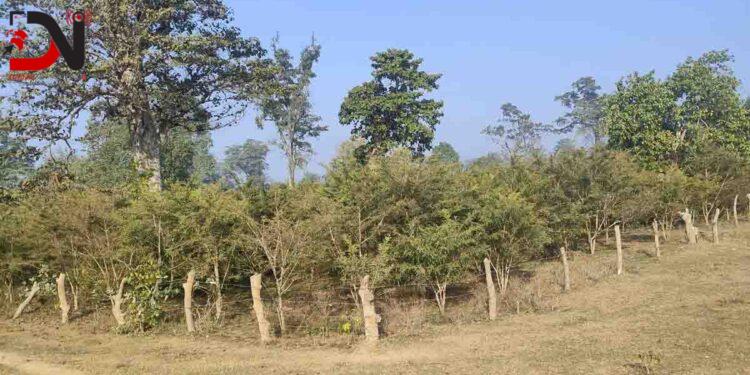 राप्तीसोनारीमा वृक्षारोपणले हरियाली फर्किँदै