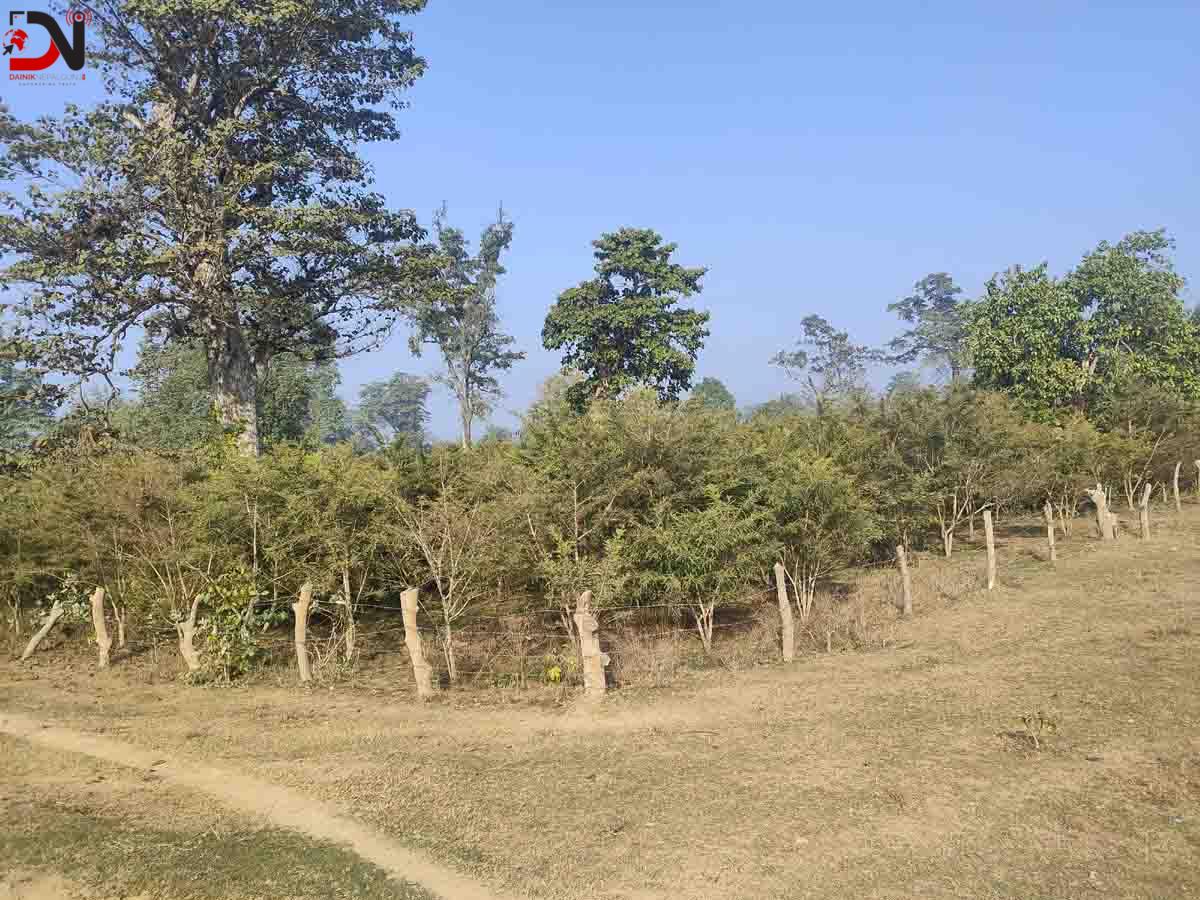 राप्तीसोनारीमा वृक्षारोपणले हरियाली फर्किँदै