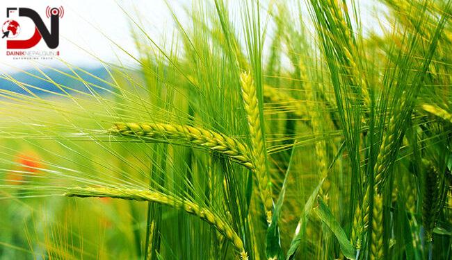 प्रविधि विस्तारबाट गहुँको उत्पादन बढाइने