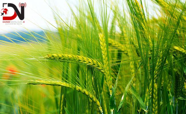 प्रविधि विस्तारबाट गहुँको उत्पादन बढाइने