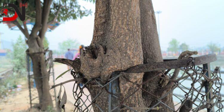 सुन्दर वाटरपार्कभित्र लुकेको पीडा : ट्री गार्डमै कैद रुखहरू