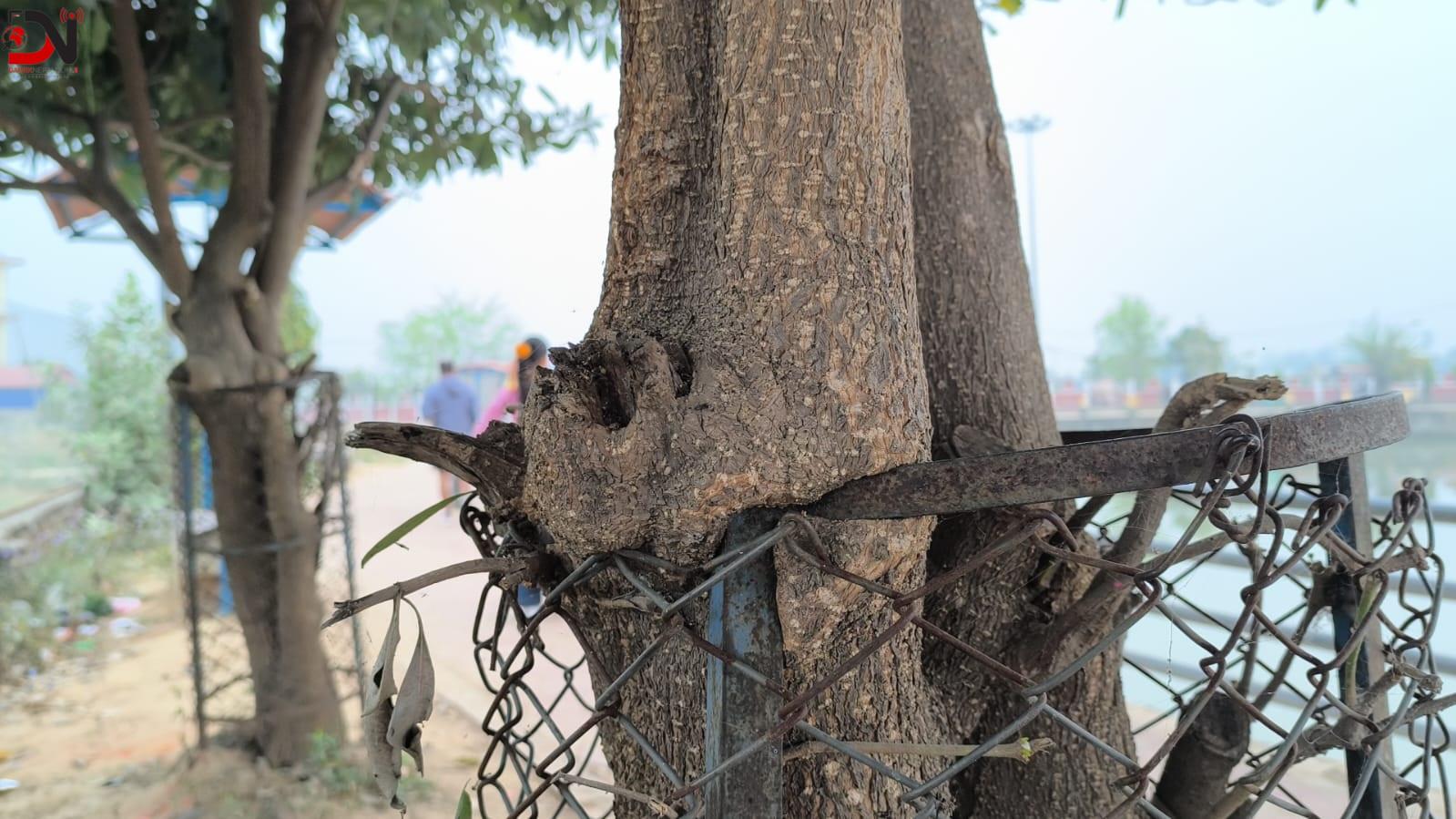 सुन्दर वाटरपार्कभित्र लुकेको पीडा : ट्री गार्डमै कैद रुखहरू