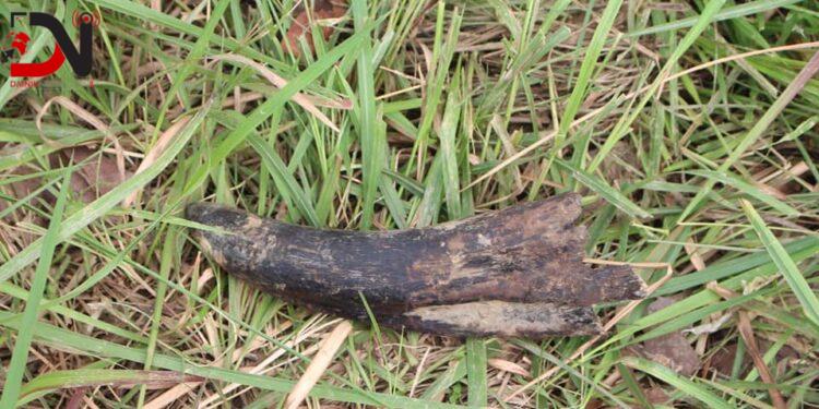 गैँडाको खागसहित चार जना पक्राउ