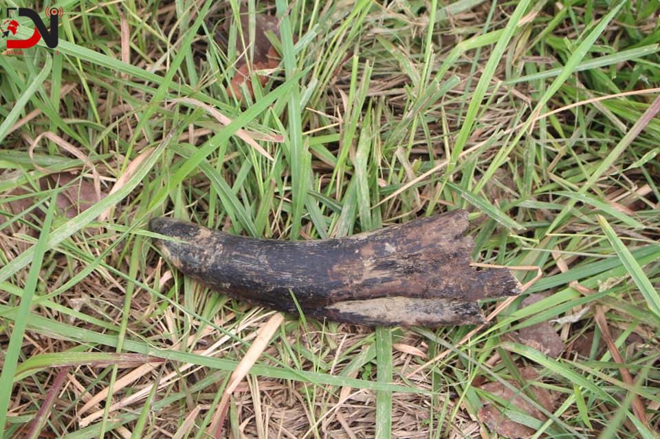 गैँडाको खागसहित चार जना पक्राउ