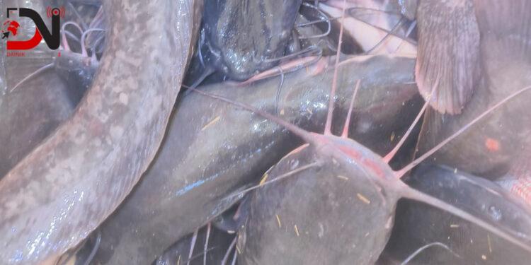 भारतबाट ल्याइएको अवैध माछा बरामद