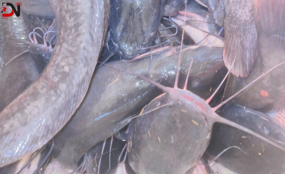 भारतबाट ल्याइएको अवैध माछा बरामद