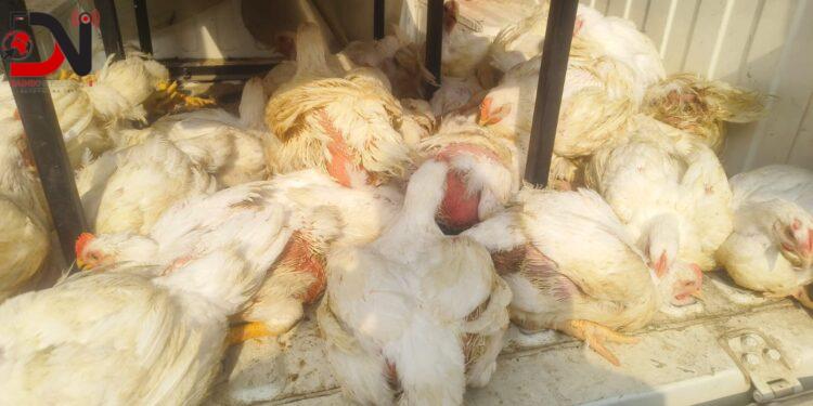 अबैध रूपमा भारतबाट ल्याइएका ३६ वटा बोइलर कुखुरा बरामद