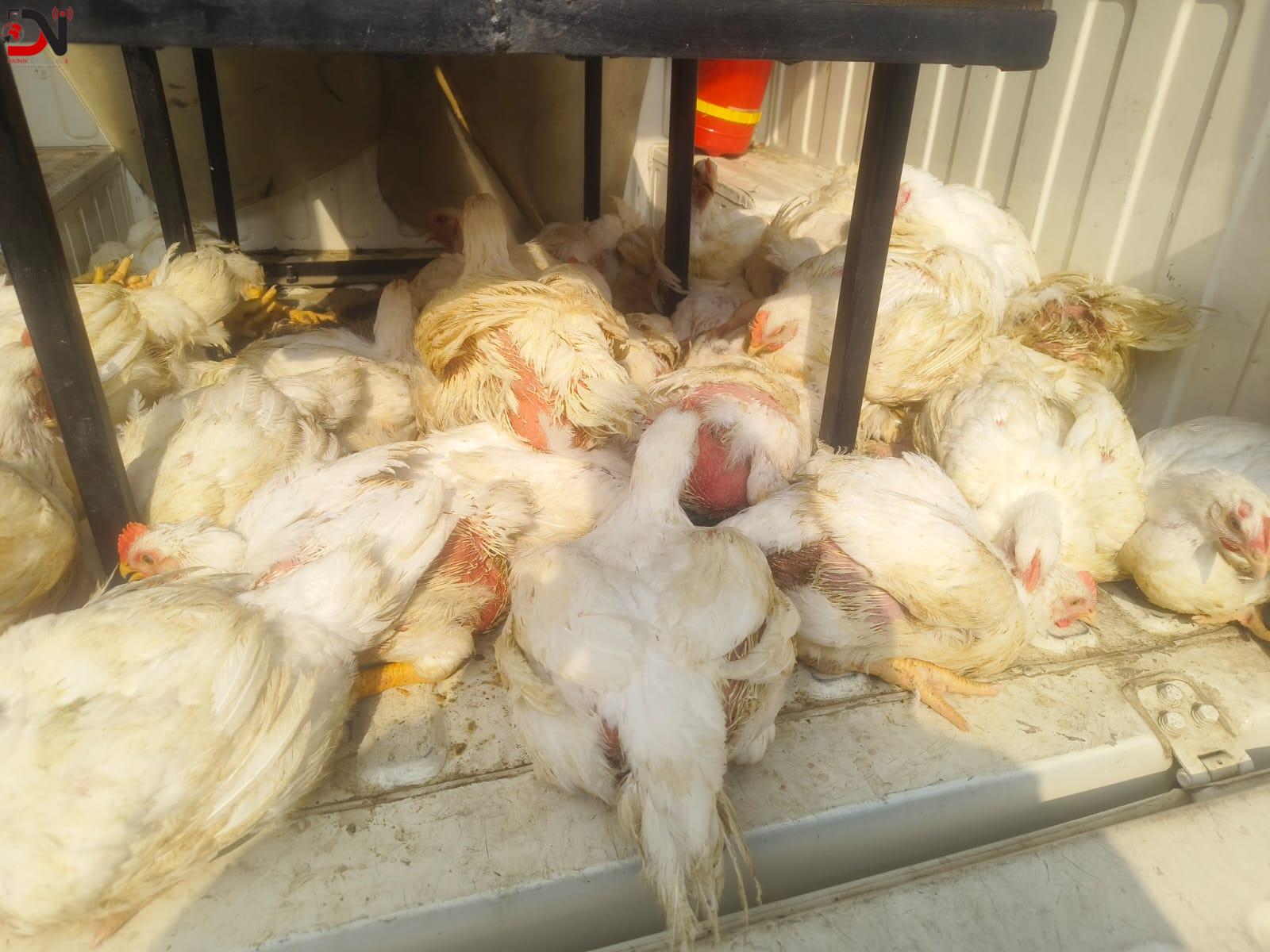 अबैध रूपमा भारतबाट ल्याइएका ३६ वटा बोइलर कुखुरा बरामद