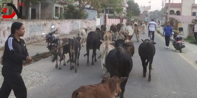 नेपालगन्जमा छाडा पशु नियन्त्रण प्रयास