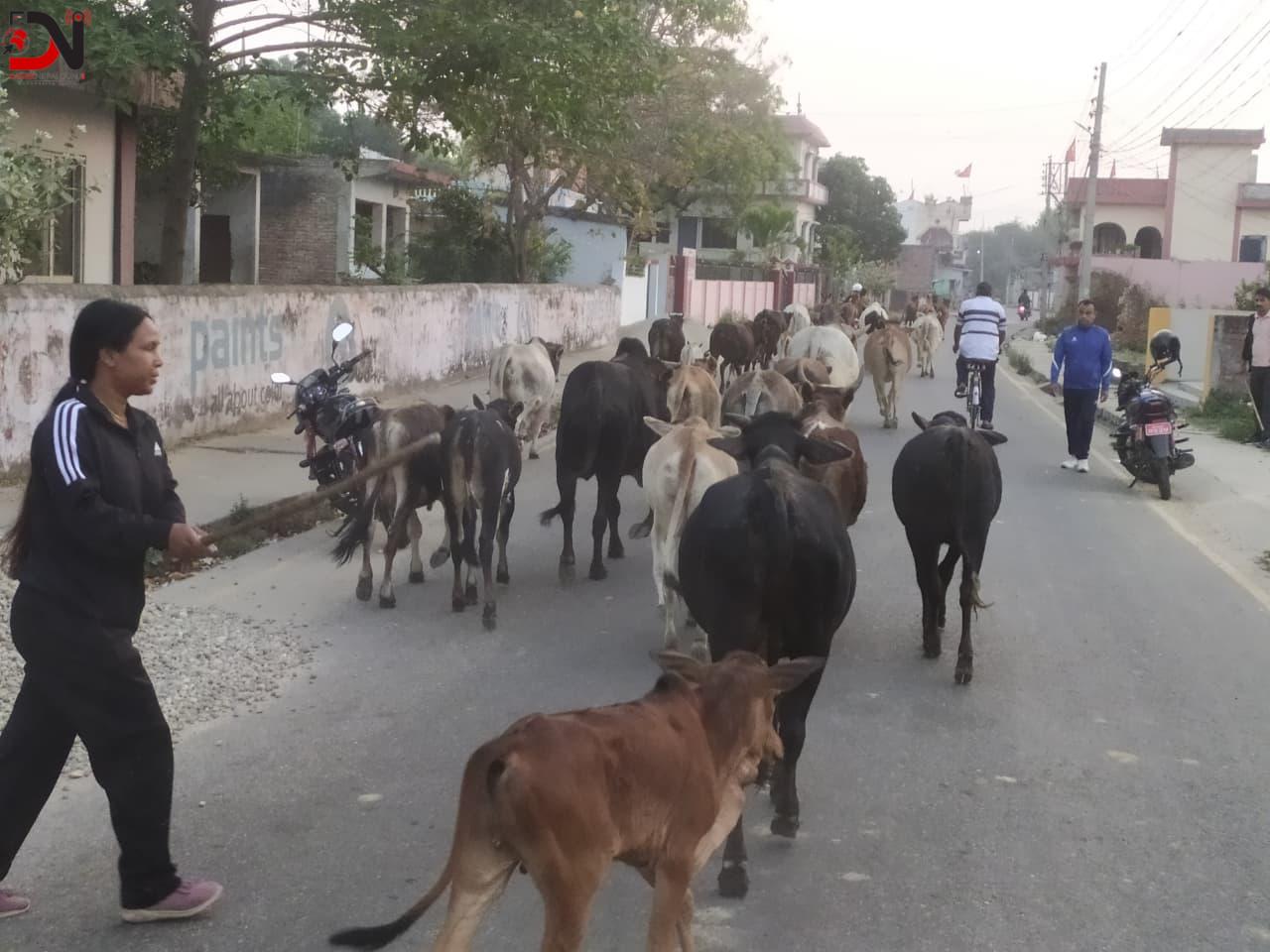 नेपालगन्जमा छाडा पशु नियन्त्रण प्रयास