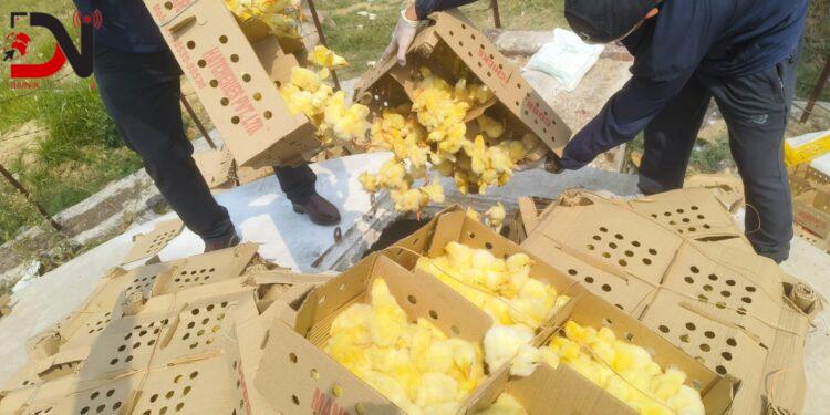 अवैध रूपमा भारतबाट ल्याइएका ५ हजार ४४० कुखुराका चल्ला बरामद