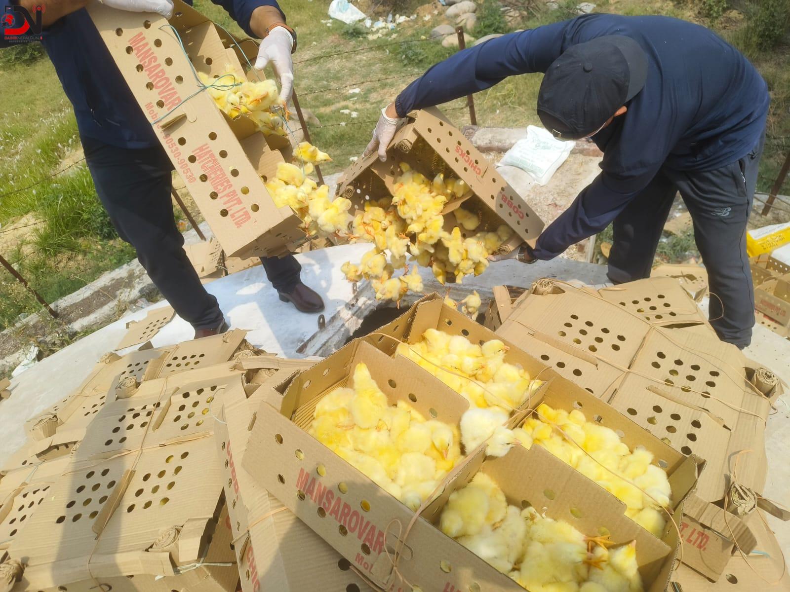 अवैध रूपमा भारतबाट ल्याइएका ५ हजार ४४० कुखुराका चल्ला बरामद