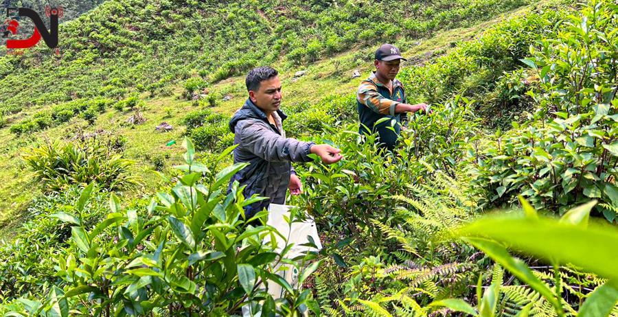 वडाध्यक्षको एउटा जुक्तिले बदलियो गाउँको परिचय