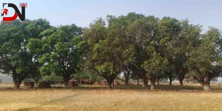 मधुवा रोगको समस्याले किसान चिन्तित