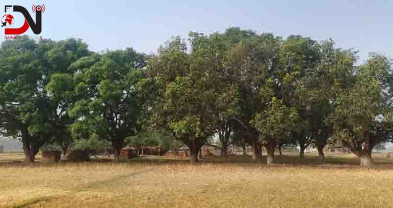 मधुवा रोगको समस्याले किसान चिन्तित