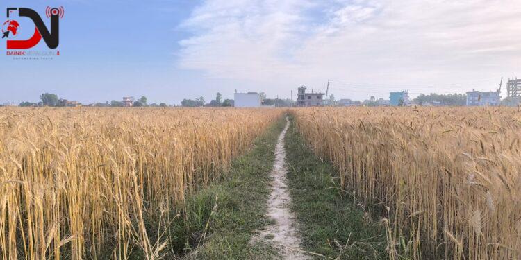 गहुँ उत्पादन बढ्ने, मकै खेतीमा आकर्षण