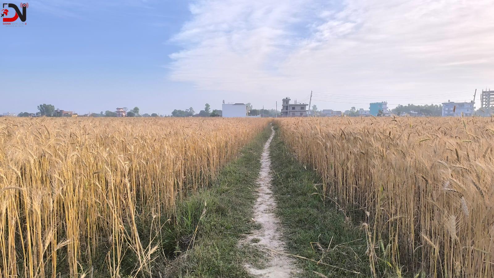 गहुँ उत्पादन बढ्ने, मकै खेतीमा आकर्षण