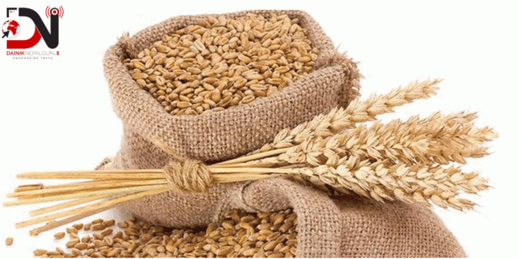 सिँचाइ क्षेत्र विस्तार भएसँगै गहुँउत्पादनमा वृद्धि