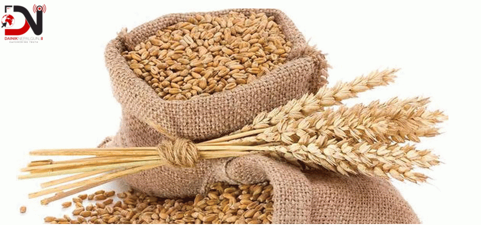 सिँचाइ क्षेत्र विस्तार भएसँगै गहुँउत्पादनमा वृद्धि