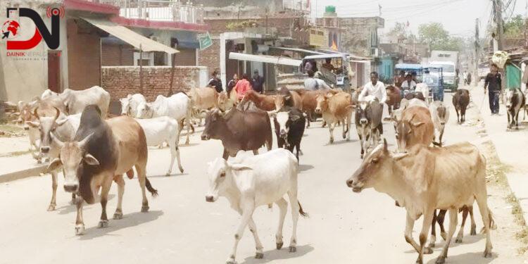 ४३ छाडा पशु कान्जीहाउस पुर्याइयो
