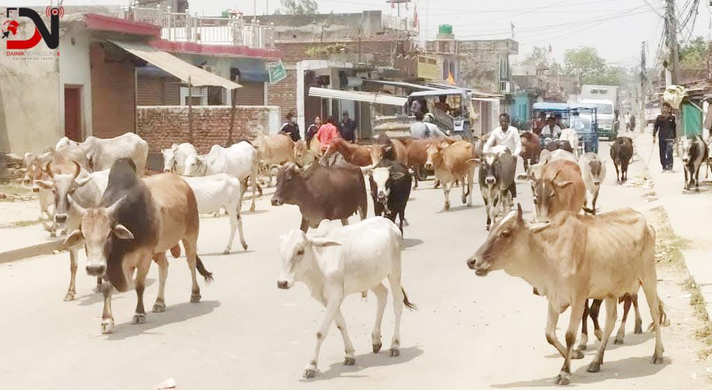 ४३ छाडा पशु कान्जीहाउस पुर्याइयो