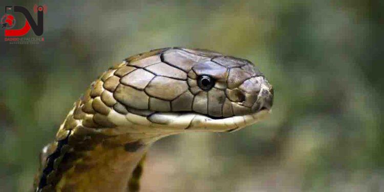 गर्मी बढेसँगै बाँकेमा देखिन थाले विषालु सर्प