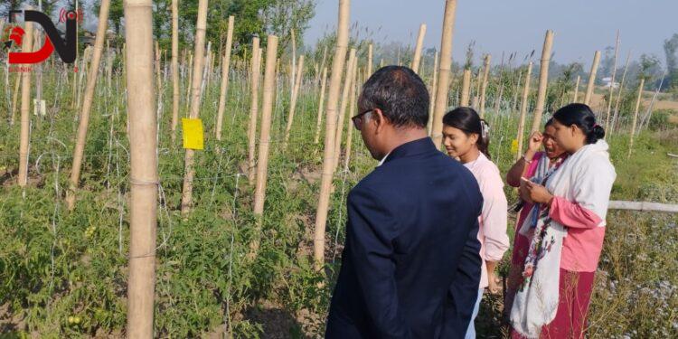 विषादीरहित तरकारी उत्पादनमा किसान