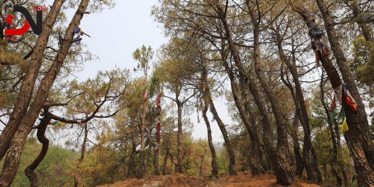 २५ करोड पर्ने १२ टन सल्लाको आँख्ला निकासी नहुँदा समस्या