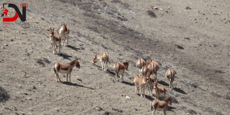 उपल्लो मुस्ताङमा देखिए जङ्गली गधा
