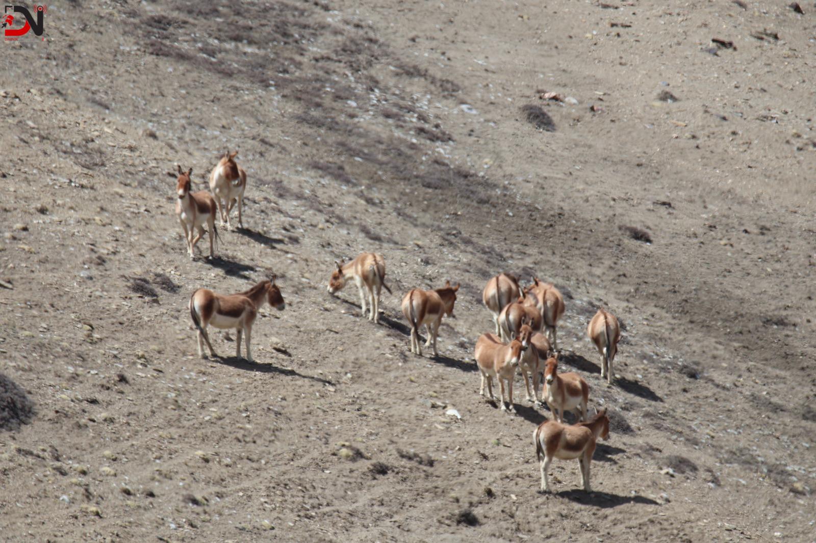 उपल्लो मुस्ताङमा देखिए जङ्गली गधा
