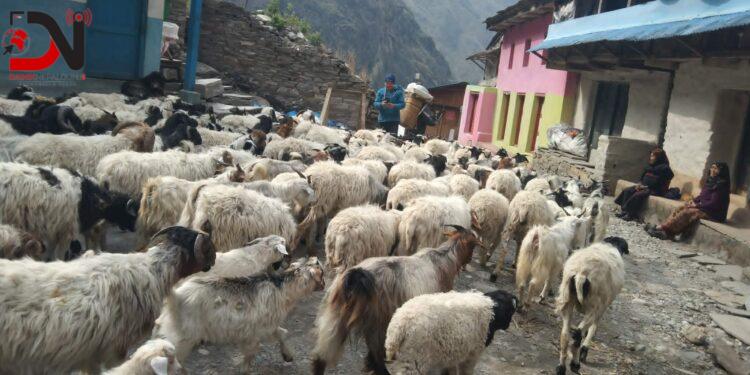 लाग्यो उँभौली, भेडाबाख्रा धपाउँदै लेक चढे गोठालाहरु