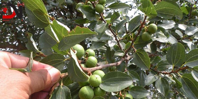 असिनाको असरः ‘बुद्धचित्त’को गुणस्तर खस्कनेमा किसानको चिन्ता
