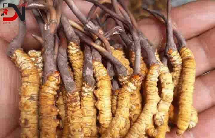 जलवायु परिवर्तनको प्रभावले यार्सागुम्बा उत्पादन घट्दै