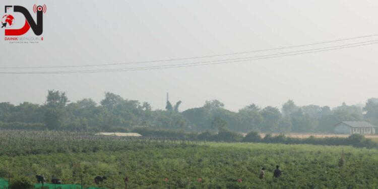 तुलसीपुरका थारु महिला तरकारी खेतीबाट आत्मनिर्भर बन्दै