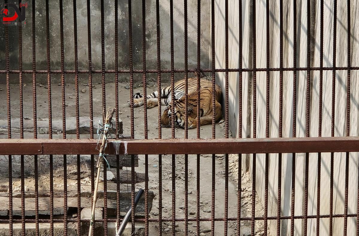 समस्याग्रस्त बाघ व्यवस्थापन गर्न ‘टाइगर सेन्चुरी’ योजना