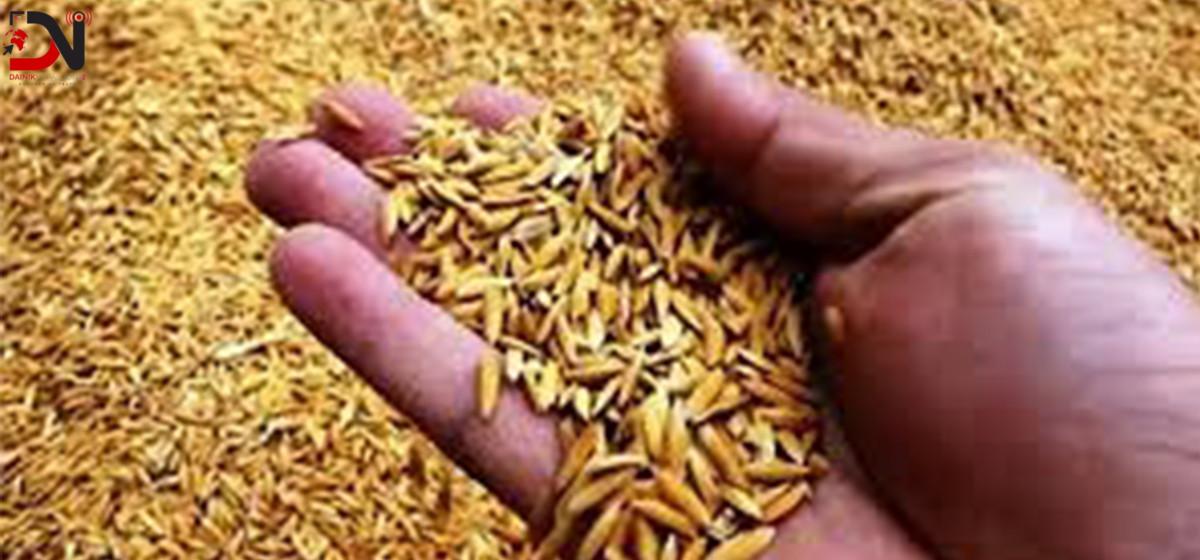 पानी नपर्दा धानको ब्याड राख्न ढिलाइ
