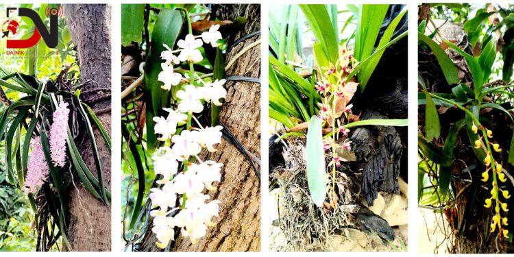 रैथाने सुनाखरीले आकर्षक गाभर भ्याली