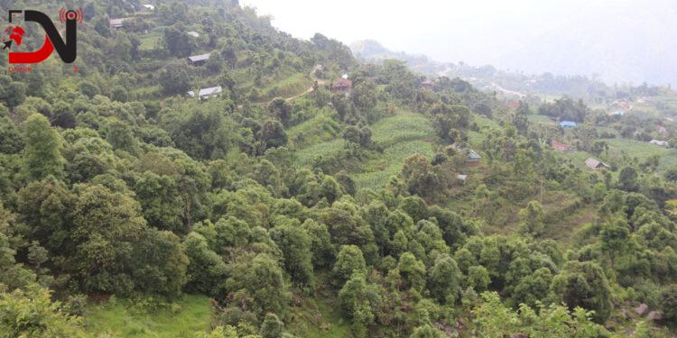 आम्दानीको मुख्य स्रोत बन्दै दालचिनी