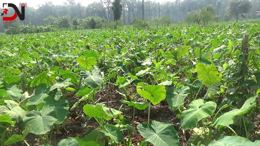 पिँडालुखेतीबाट सन्तुष्ट बाँकेका किसान