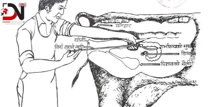 ४९ हजार बढी पशुचौपायामा कृत्रिम गर्भाधान