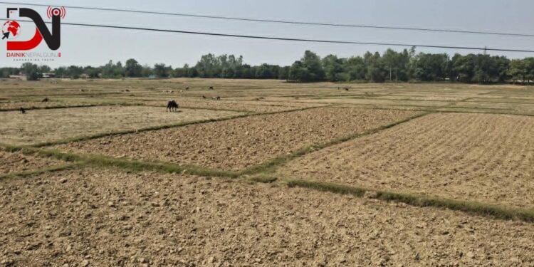 बाँकेमा खेतका फाँट धुलाम्मे