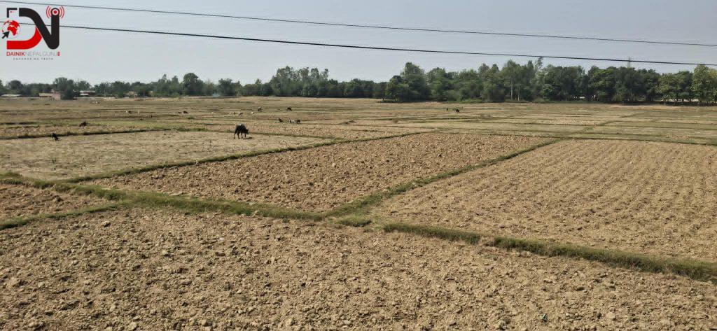 बाँकेमा खेतका फाँट धुलाम्मे