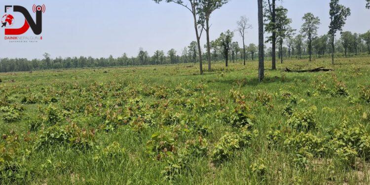 बाँके निकुञ्जमा भौतिक पूर्वाधारमा लगानी गर्न आग्रह