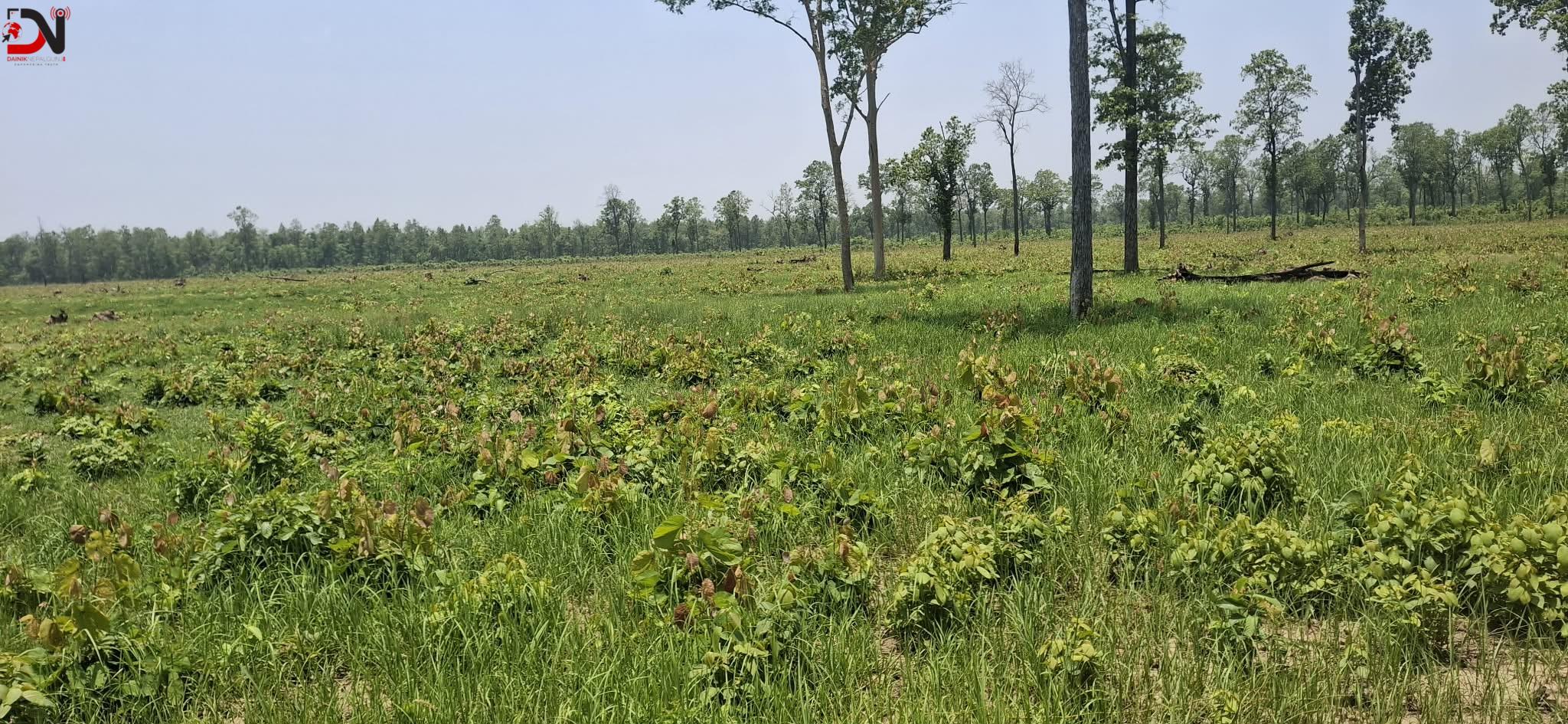 बाँके निकुञ्जमा भौतिक पूर्वाधारमा लगानी गर्न आग्रह