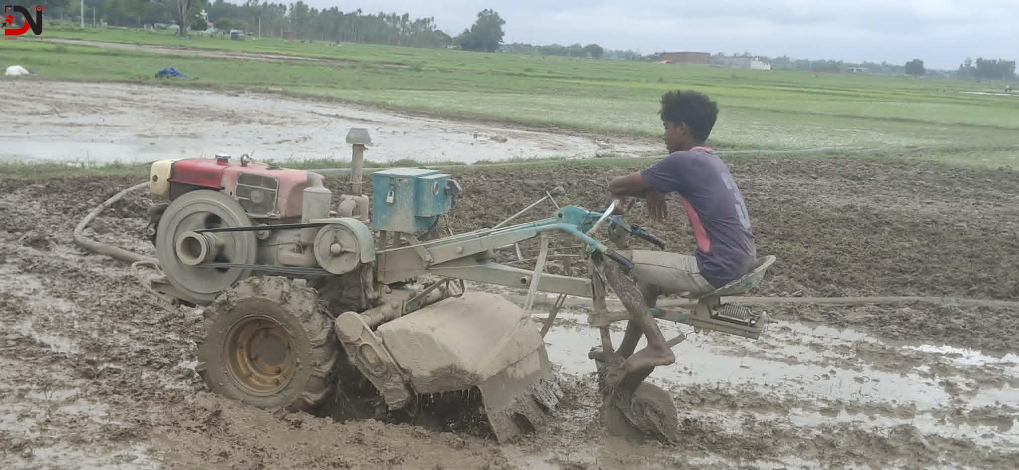 धान रोपाइँमा हराए गोरु र राँगा, बढ्यो ट्याक्टर र पावर टिलरको प्रयोग