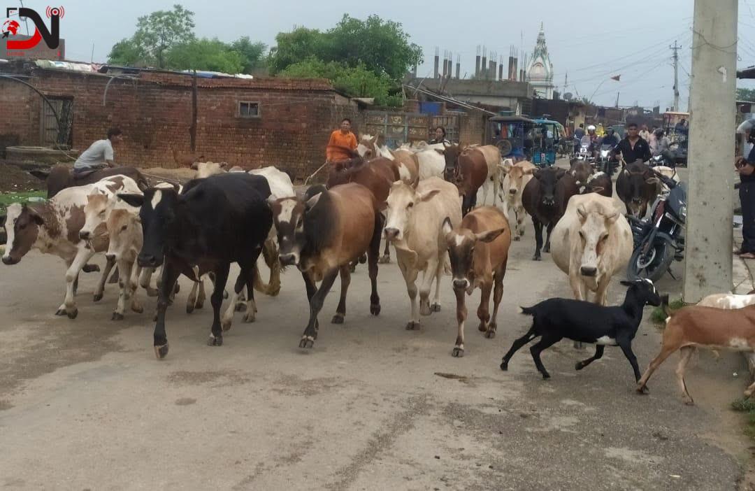 कान्जी हाउस पुर्याइयो छाडा पशु चौपाया